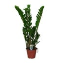 Zamioculcas Zamiifolia  - Ø14cm - ↕50cm
