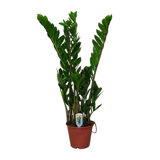 "Glücksfeder (Zamioculcas zamiifolia) – pflegeleichte Zimmerpflanze, Topf-Ø 14 cm, Höhe ca. 50 cm image"