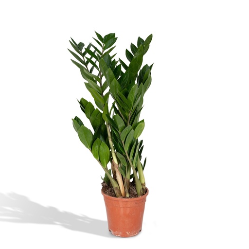 "Zamioculcas Zamiifolia  - Ø17cm - ↕70cm image"