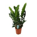 Zamioculcas Zamiifolia  - Ø21cm - ↕80cm
