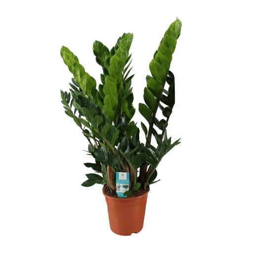 "Zamioculcas Zamiifolia  - Ø21cm - ↕80cm image"