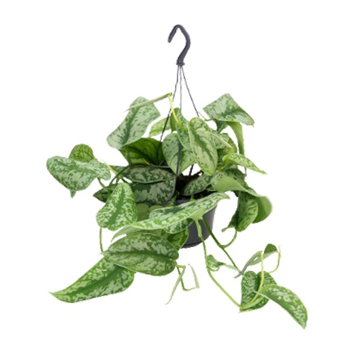 "Scindapsus Pictus Trebie - Ø15cm - ↕25cm - Ø15cm - ↕25cm image"