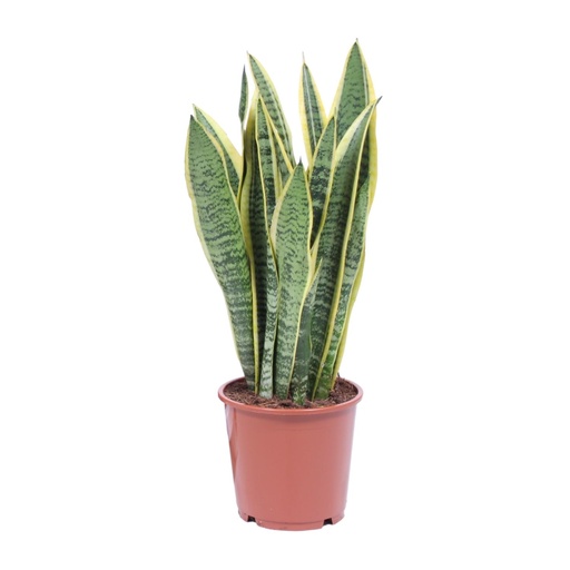 "Bogenhanf (Sansevieria trifasciata) – pflegeleichte Zimmerpflanze, Topf-Ø 14 cm, Höhe ca. 40 cm image"