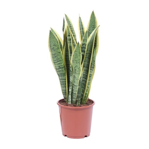 "Bogenhanf (Sansevieria trifasciata) – pflegeleichte Zimmerpflanze, Topf-Ø 14 cm, Höhe ca. 40 cm image"
