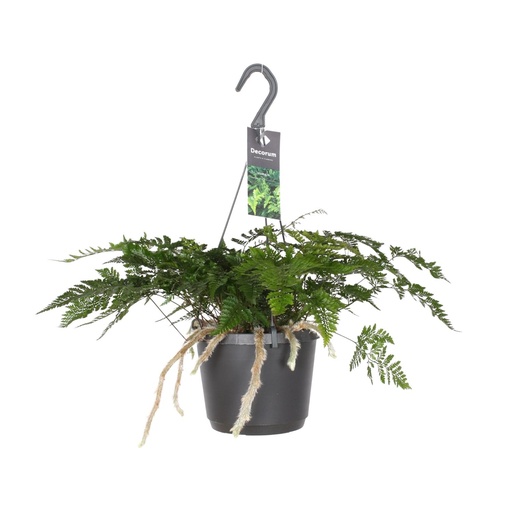 "Humata Tyermannii - Ø17cm - ↕20cm image"