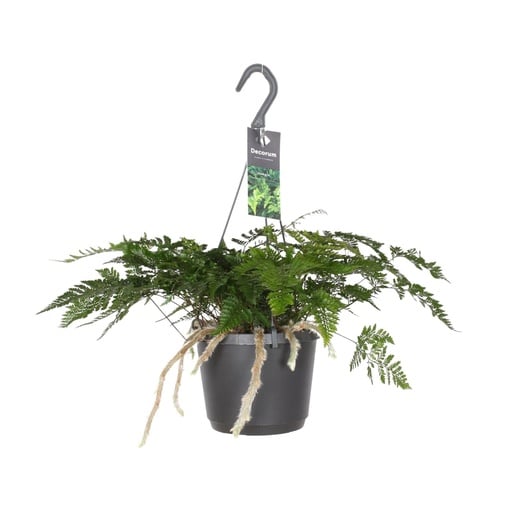 "Hasenpfotenfarn (Davallia tyermannii) – pflegeleichte Zimmerpflanze, Topf-Ø 17 cm, Höhe ca. 20 cm image"