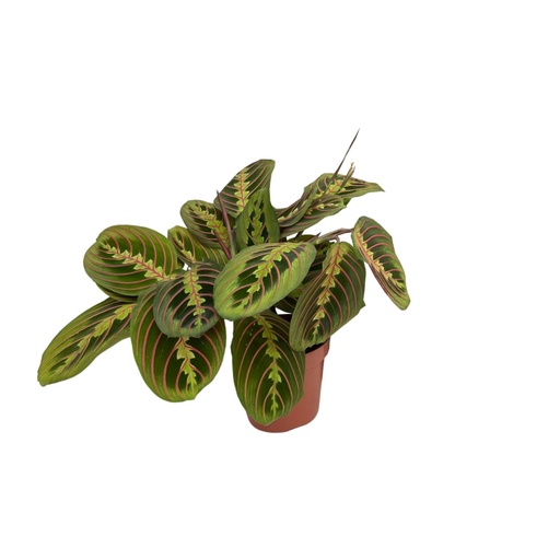 "Maranta Fascinator (Arrowroot) - Ø12cm - ↕20cm image"