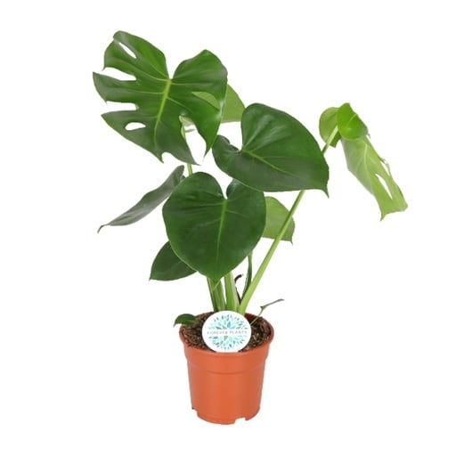 "Monstera Deliciosa  - Ø17cm - ↕55cm image"