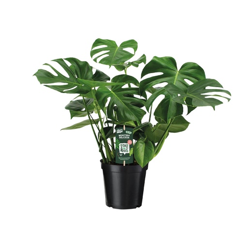 "Monstera Deliciosa  - Ø21cm - ↕65cm image"