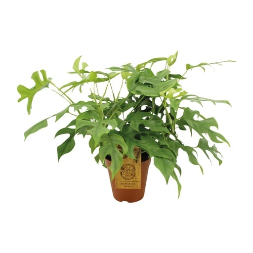 "Mini-Monstera (Rhaphidophora tetrasperma) – pflegeleichte Zimmerpflanze, Topf-Ø 15 cm, Höhe ca. 25 cm image"