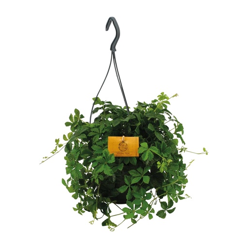 "Parthenocissus Striatha Hängen - Ø15cm - ↕15cm image"