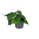 Philodendron Scandens - Ø12cm - ↕15cm