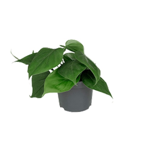 "Philodendron Scandens - Ø12cm - ↕15cm image"