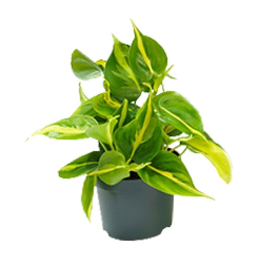 "Philodendron Scandens Brasil - Ø12cm - ↕15cm image"