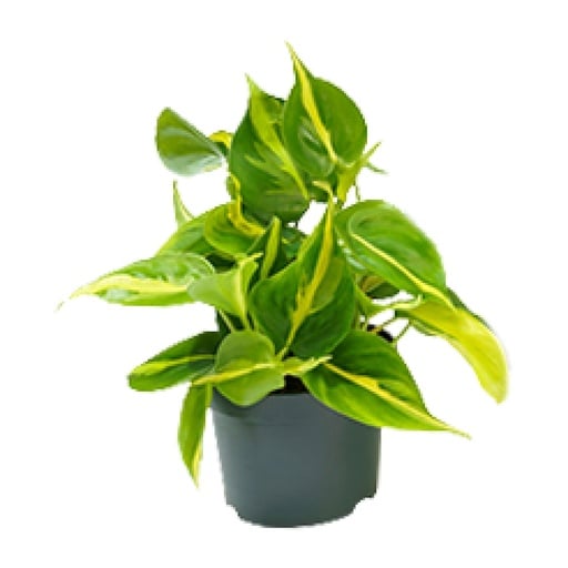 "Kletter-Philodendron (Philodendron scandens) – pflegeleichte Zimmerpflanze, Topf-Ø 12 cm, Höhe ca. 15 cm image"