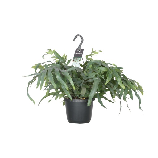 "Phlebodium Aureum Blue Star - Ø17cm - ↕50cm image"