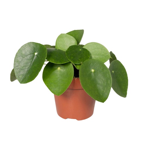 "Ufopflanze (Pilea peperomioides) – pflegeleichte Zimmerpflanze, Topf-Ø 12 cm, Höhe ca. 20 cm image"