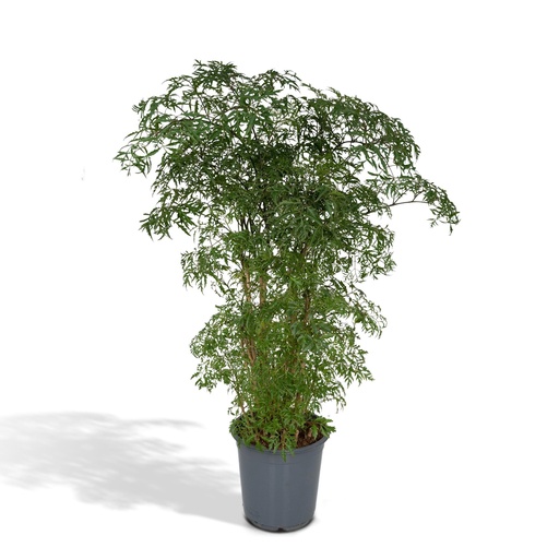 "Polyscias Fruticosa (Aralia) - Ø21cm - ↕75cm image"