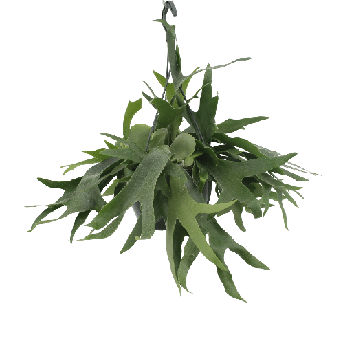 "Geweihfarn (Platycerium bifurcatum) – pflegeleichte Zimmerpflanze, Topf-Ø 21 cm, Höhe ca. 50 cm image"