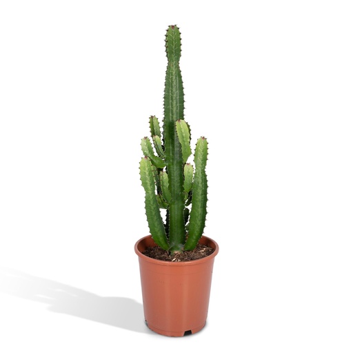 "Euphorbia Acrurensis - Ø24cm - ↕60cm image"