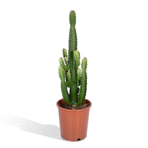 "Euphorbia acrurensis (Euphorbia acrurensis) – pflegeleichte Zimmerpflanze, Topf-Ø 24 cm, Höhe ca. 60 cm image"