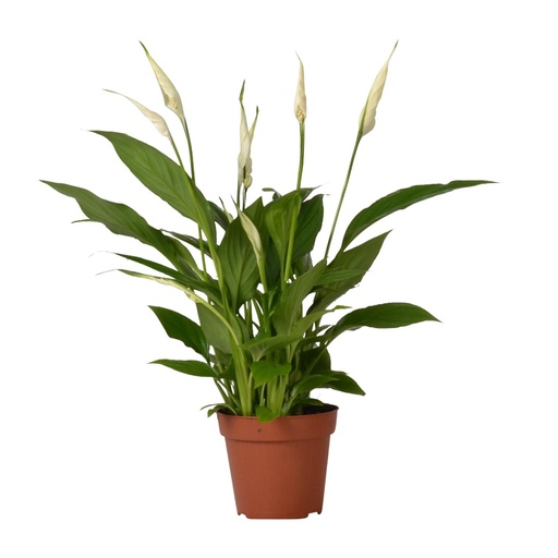 "Spathiphyllum Bingo Cupido - Ø12cm - ↕45cm image"