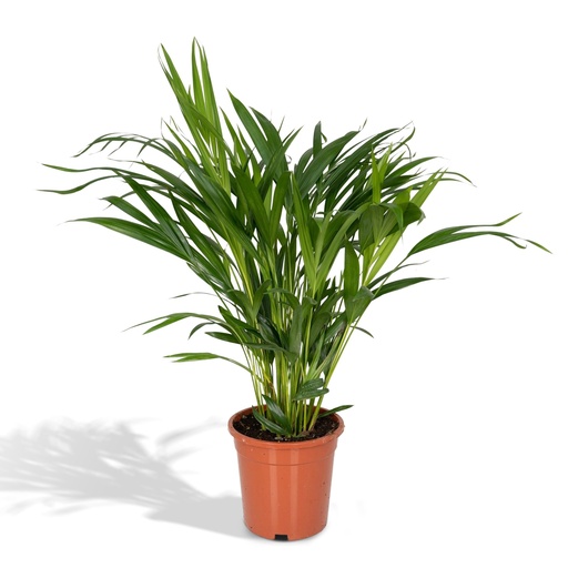 "Dypsis Lutescens - Areca - Ø17cm - ↕60cm image"