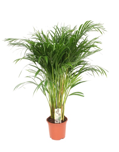 "Dypsis Lutescens - Areca - Ø21cm - ↕110cm image"