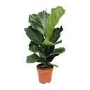 Ficus Lyrata - Ø17cm - ↕75cm