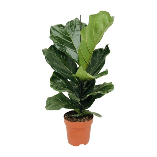 "Ficus Lyrata - Ø17cm - ↕75cm image"