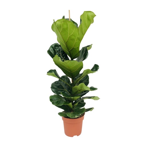 "Geigenfeige (Ficus lyrata) – pflegeleichte Zimmerpflanze, Topf-Ø 21 cm, Höhe ca. 100 cm image"