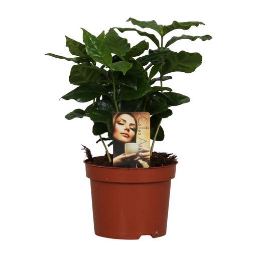"Coffea Arabica - Ø12cm - ↕25cm image"