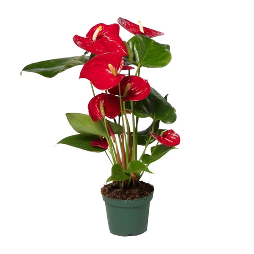 "Anthurium Red - Ø17cm - ↕55cm - Ø12cm - ↕40cm image"