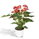Anthurium Red - Ø17cm - ↕55cm - Ø17cm - ↕55cm