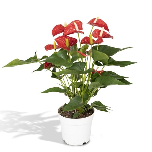 "Flamingoblume (Anthurium andraeanum) – pflegeleichte Zimmerpflanze, Topf-Ø 17 cm, Höhe ca. 55 cm image"