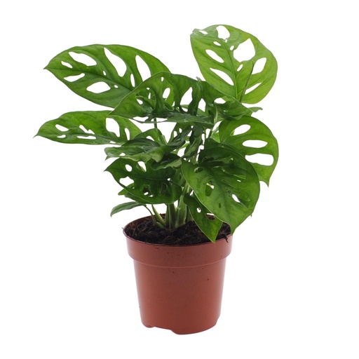 "Monstera Monkey Leaf (Lochpflanze) - Ø12cm - ↕30cm image"