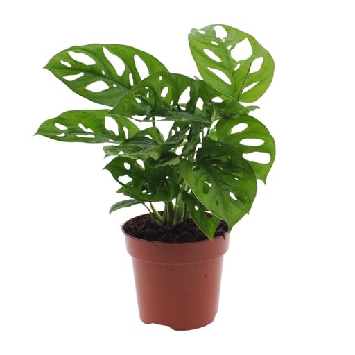 "Monkey-Mask-Monstera (Monstera adansonii) – pflegeleichte Zimmerpflanze, Topf-Ø 12 cm, Höhe ca. 30 cm image"