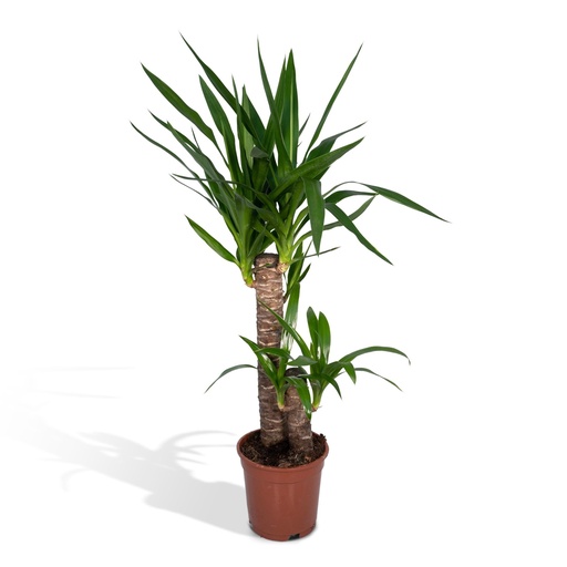"Yucca Elephantipes - Ø17cm - ↕85cm image"