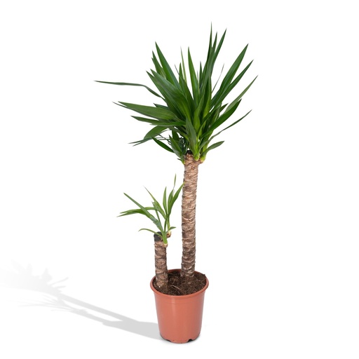 "Yucca Elephantipes - Ø21cm - ↕100cm image"