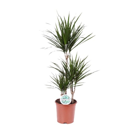"Drachenbaum (Dracaena marginata) – pflegeleichte Zimmerpflanze, Topf-Ø 21 cm, Höhe ca. 115 cm image"