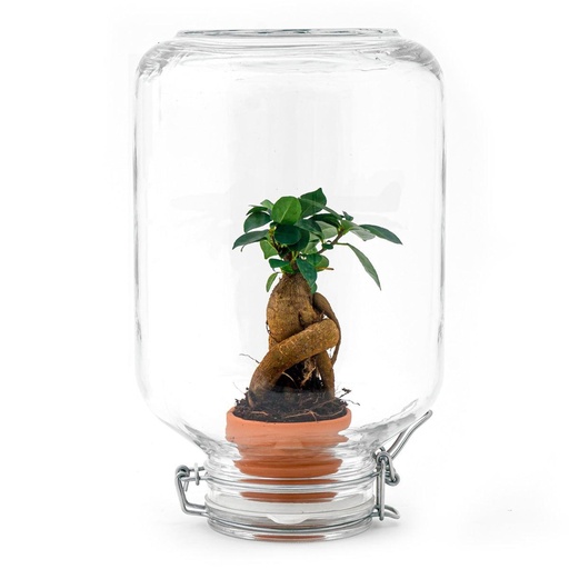 "Easyplant (Easyplant) – pflegeleichte Zimmerpflanze image"