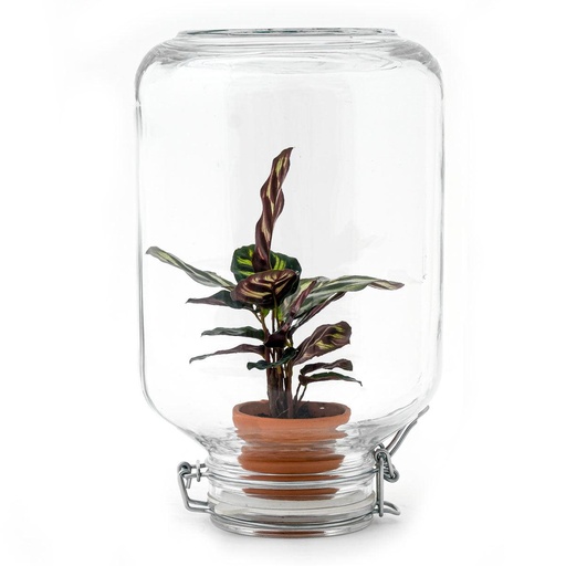 "Easyplant - Calathea makoyana image"