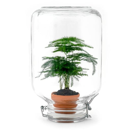 "Easyplant Selbstwässerungssystem (Easyplant system) – pflegeleichte Zimmerpflanze image"