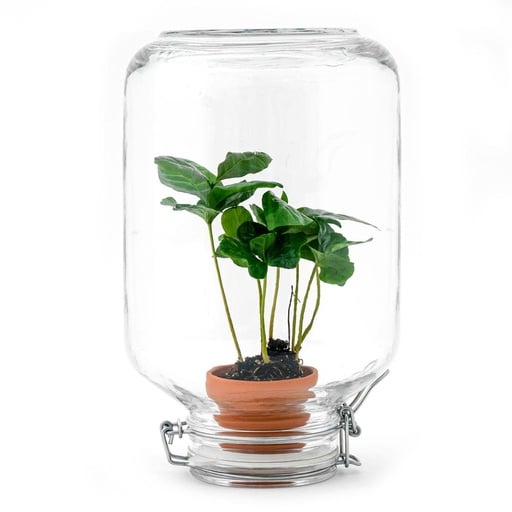 "Easyplant - Coffea Arabica image"