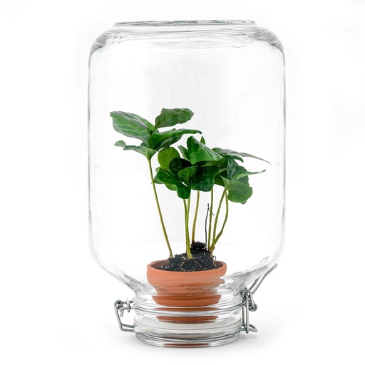 "Easyplant - Coffea Arabica image"