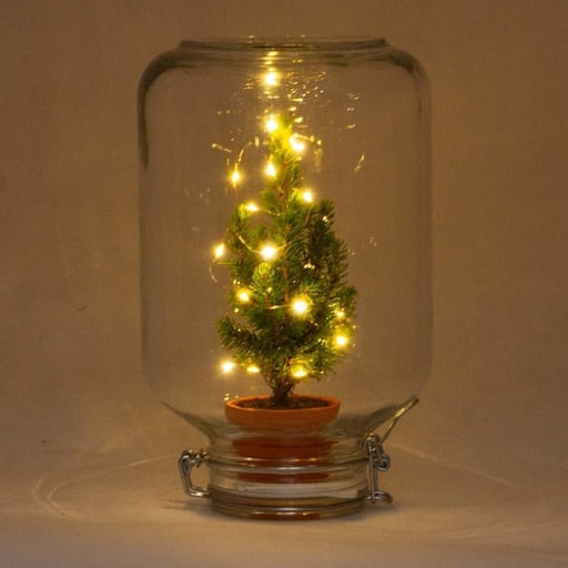 "Easyplant - Ficus Weihnachten image"