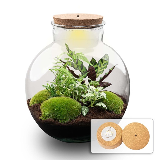 "Flaschengarten - Bolder Bob - ↕ 30 cm - Met LED-kurk image"