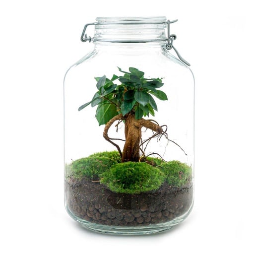 "Flaschengarten - Ficus Ginseng bonsai - ↕ 28 cm - Normal image"