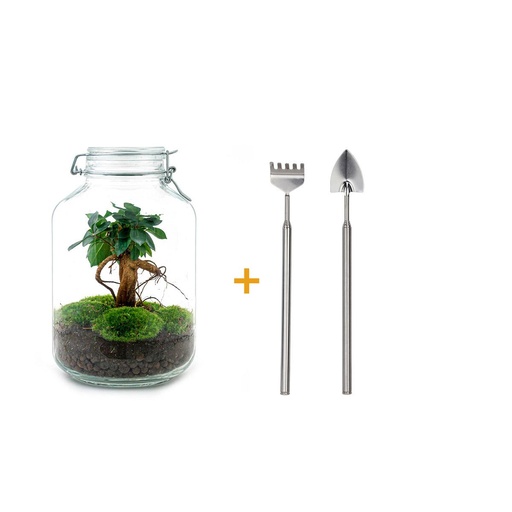 "Flaschengarten - Ficus Ginseng bonsai - ↕ 28 cm - Rake + Shovel image"