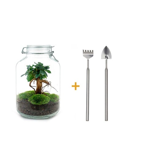 "Flaschengarten - Ficus Ginseng bonsai - ↕ 28 cm - Rake + Shovel image"